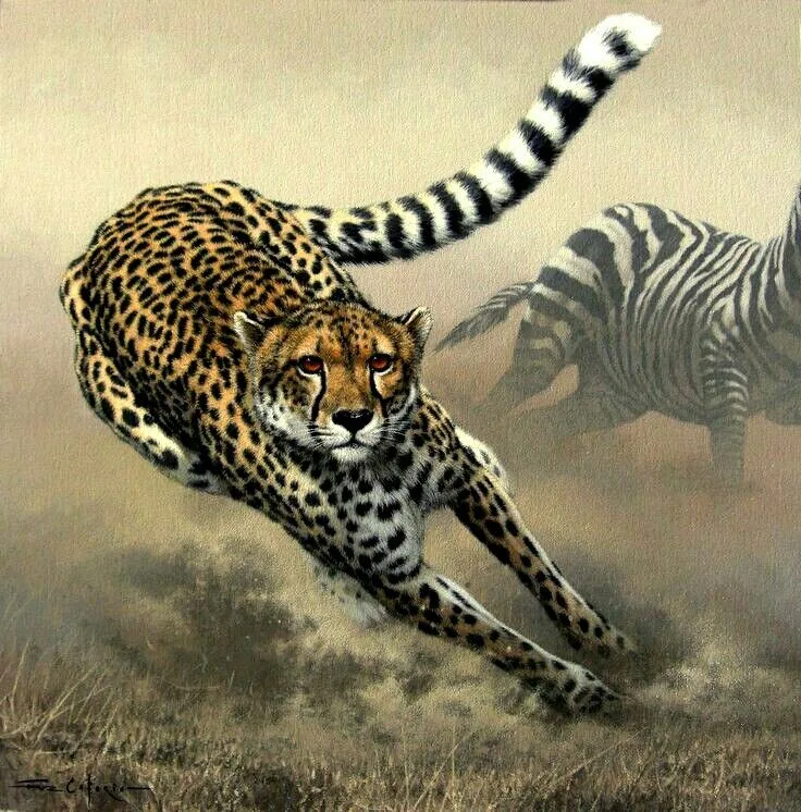 Cheetah Chase - Glory M.