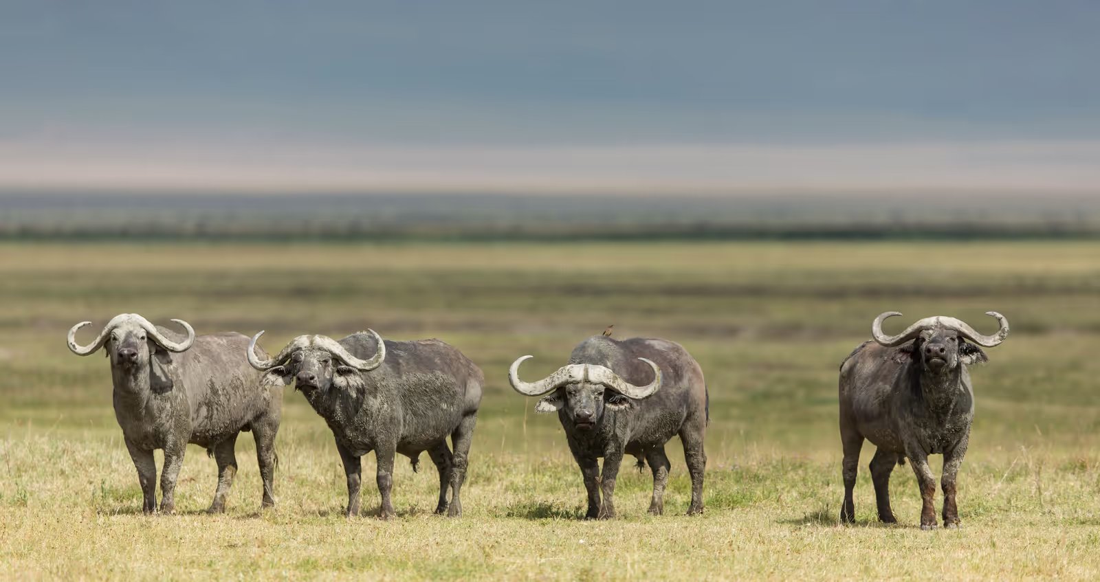 Ngorongoro Crater