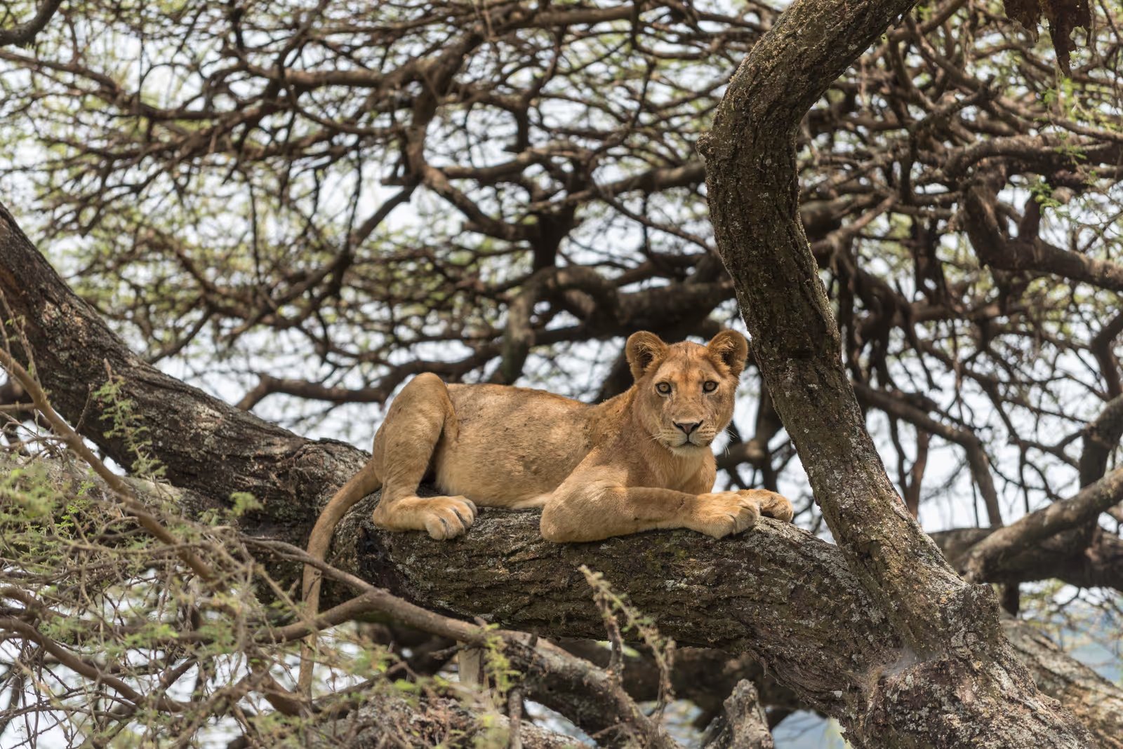 Tarangire
