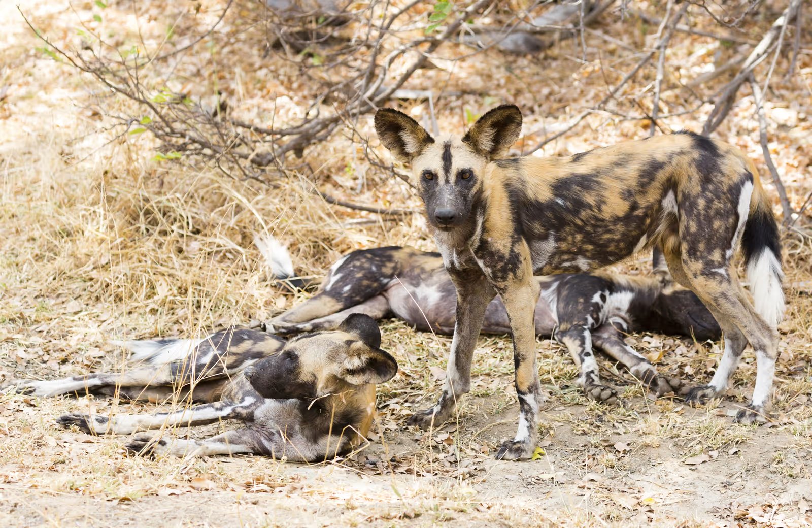 Ruaha