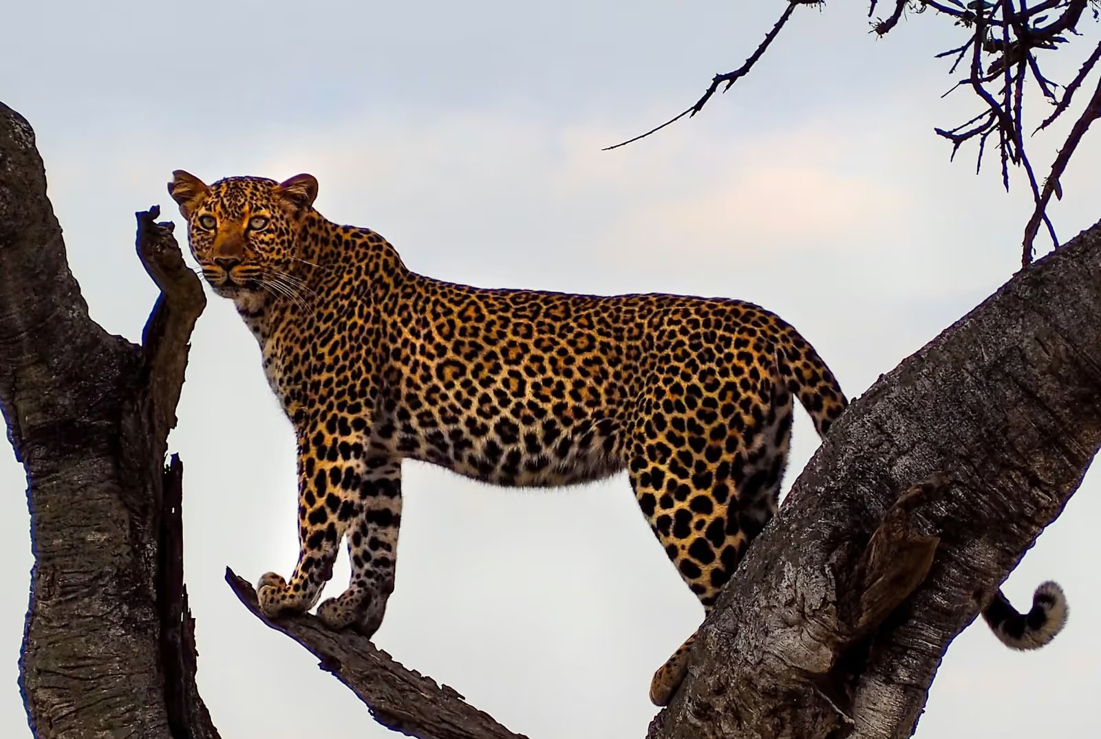 Game drives