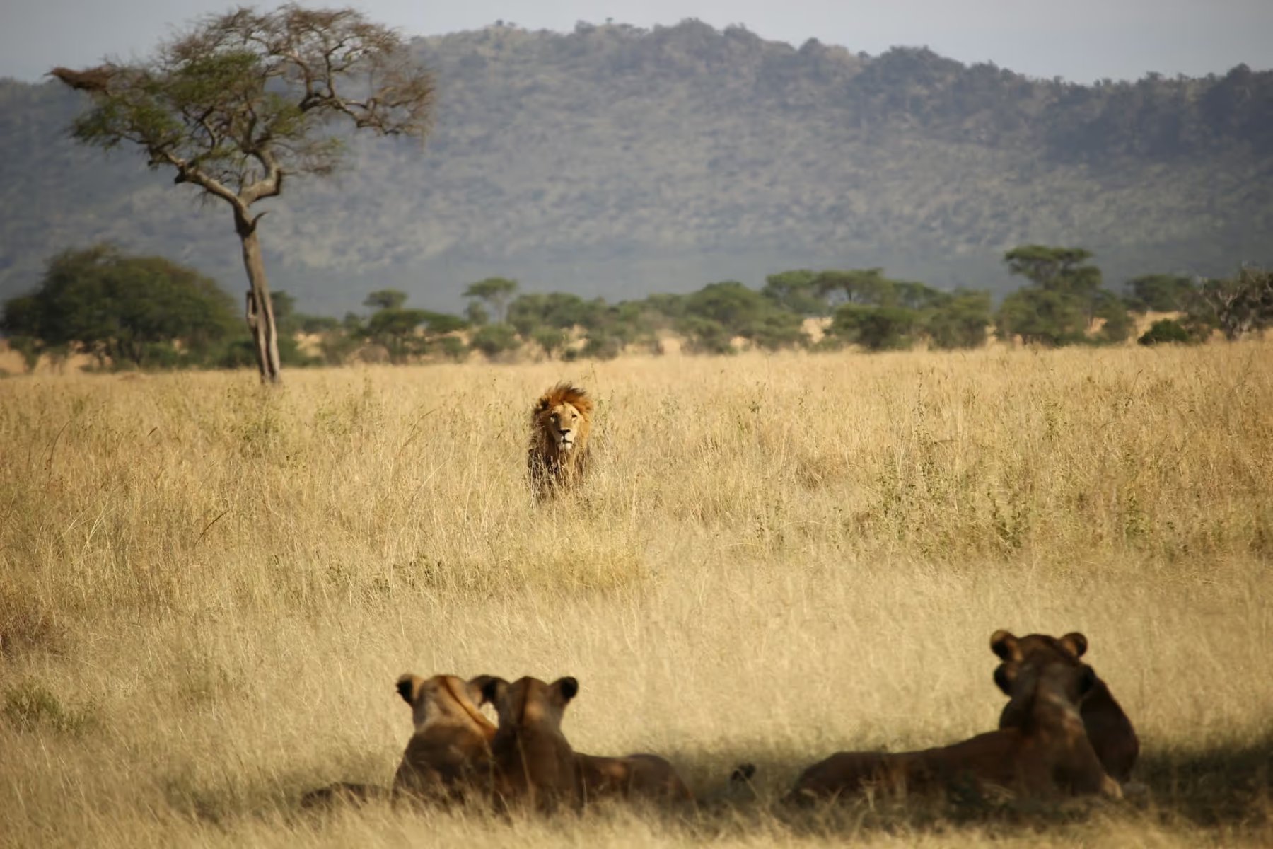 Private Tanzania Safaris