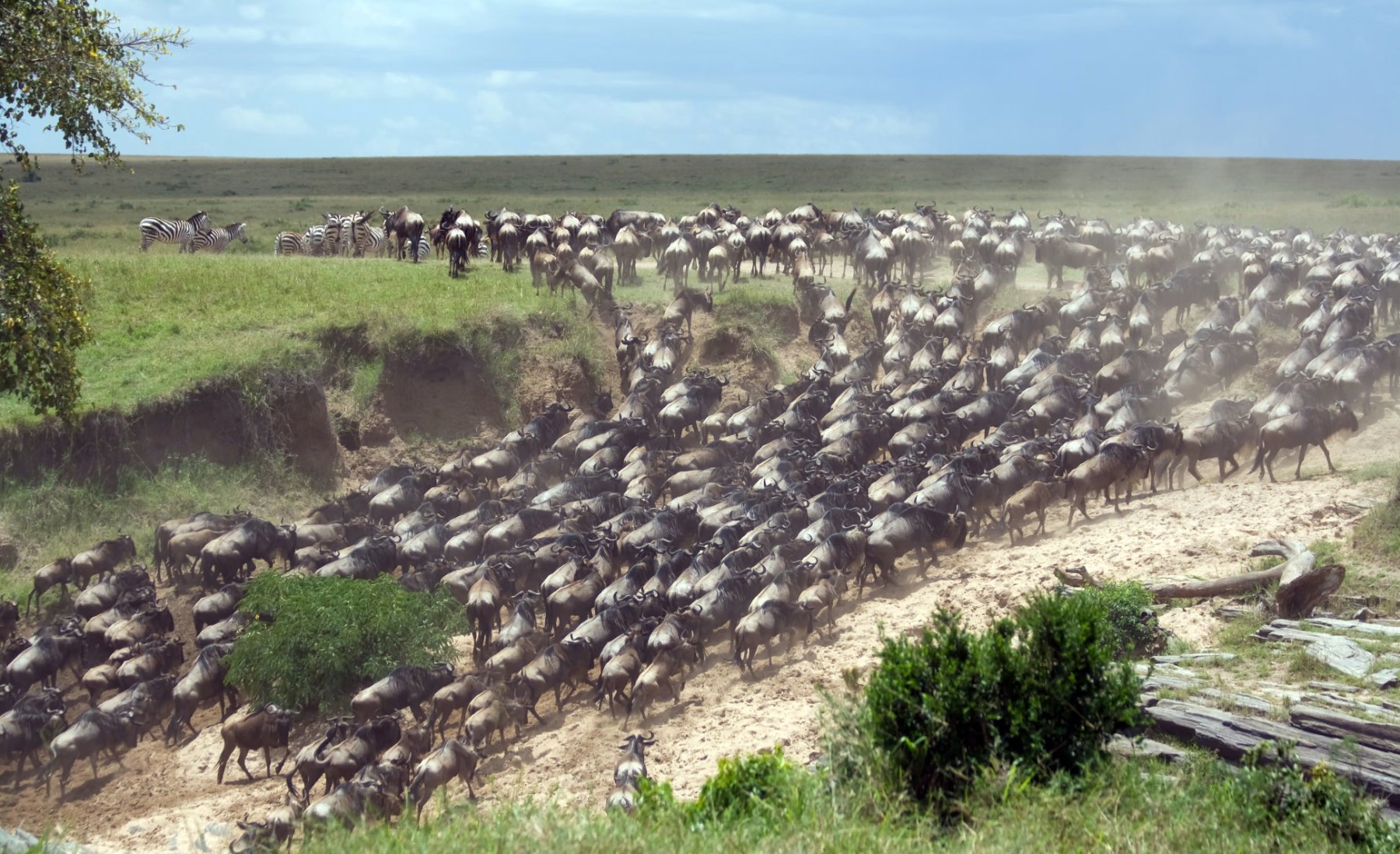 Great Migration Serengeti Safari