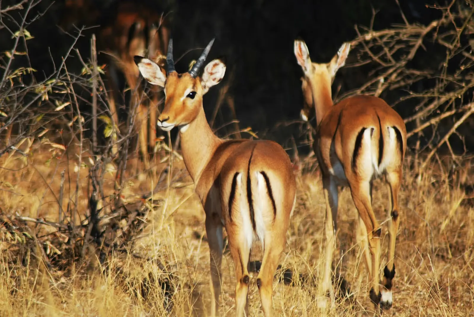 Serengeti & Ngorongoro Classic photo 5
